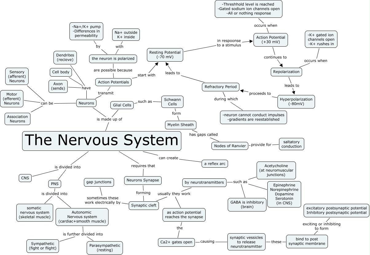 the nervous system concept map answers Campus Map The Nervous System Concept Map Answers the nervous system concept map answers