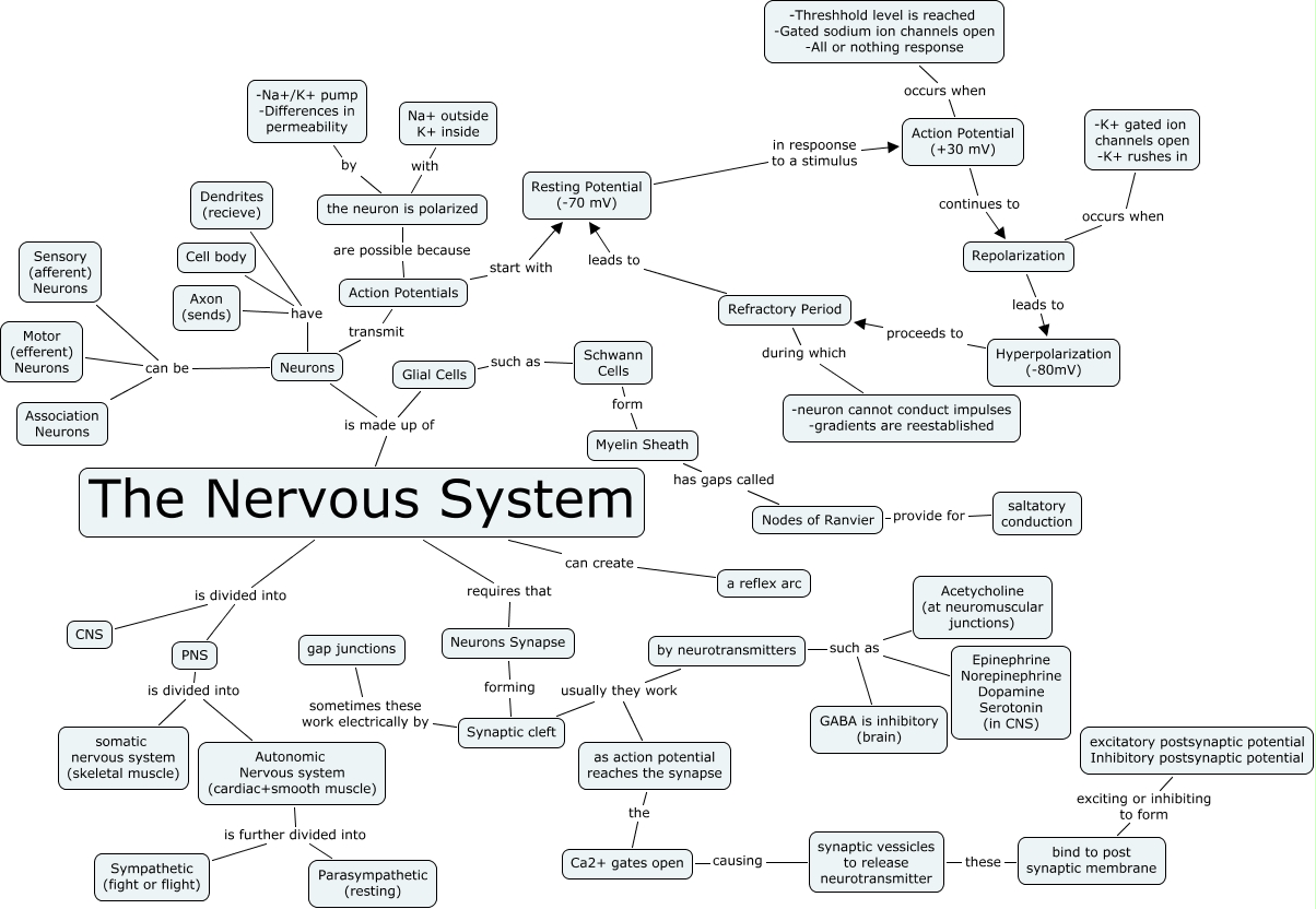 Campus Map The Nervous System Concept Map Answers