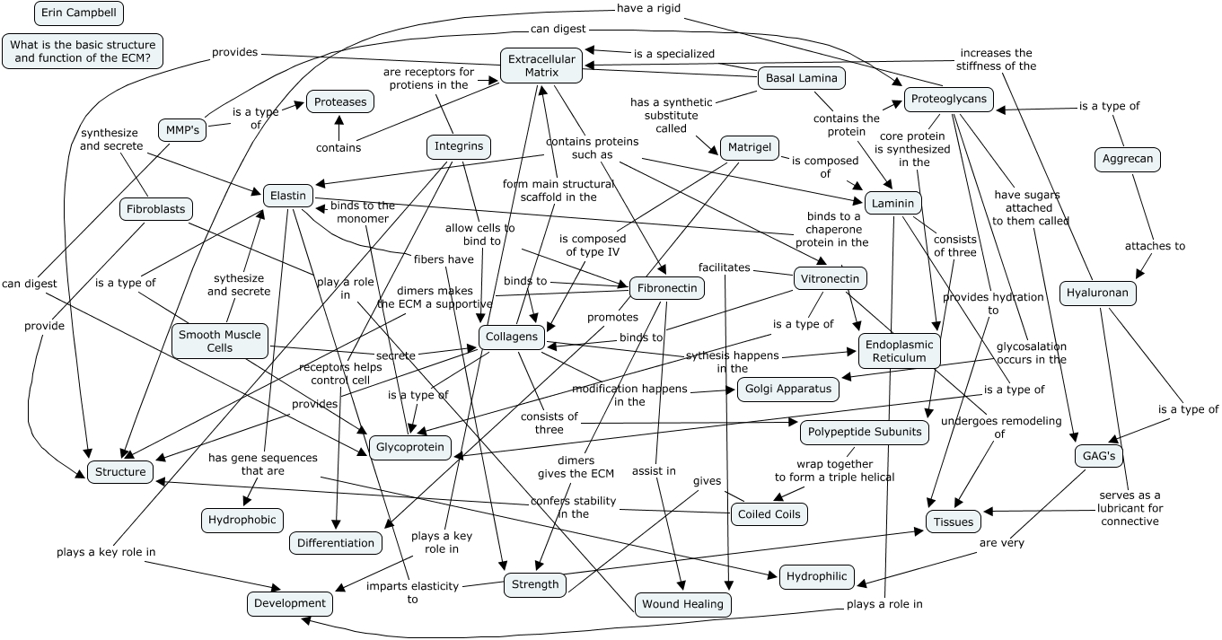 Collagen and other ECM C-map - What is the basic structure of the ECM