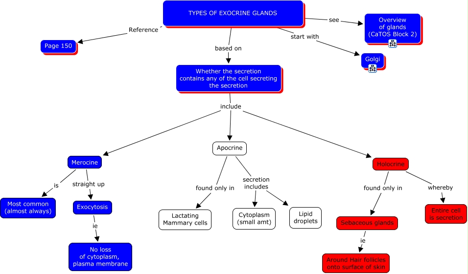 16 Funcitnoal Classifications Of Exocrine Glands