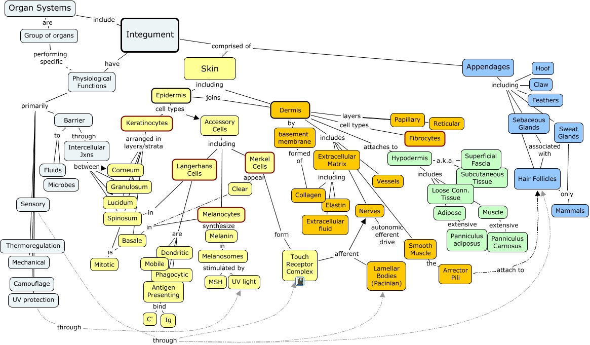 4 1 Concept Map Diagram Quizlet