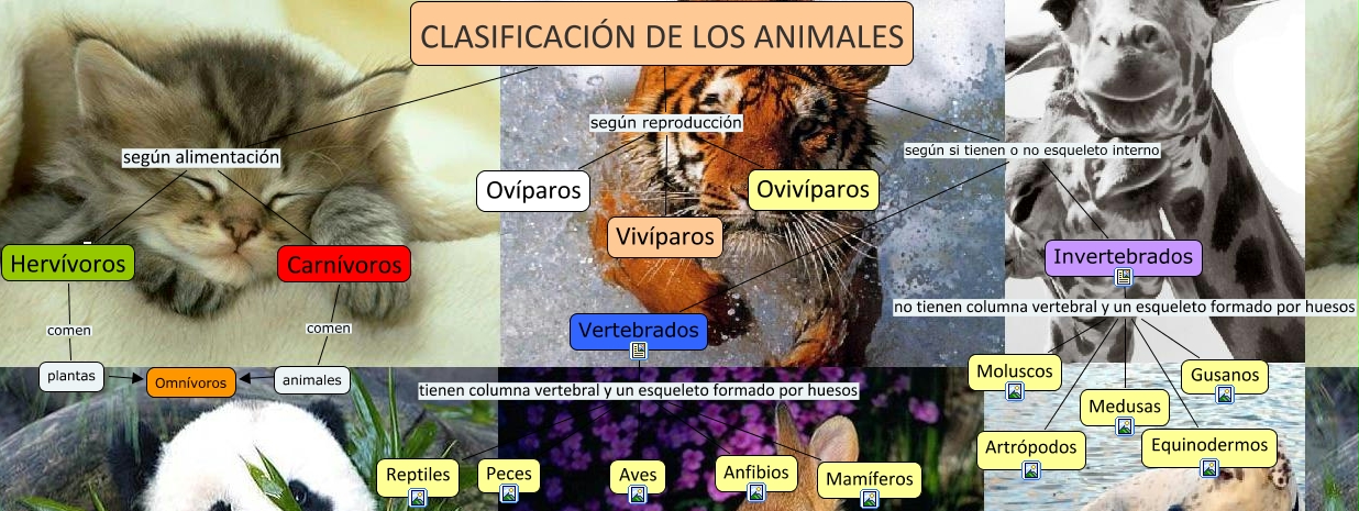 Láminas Clasificación de Animales