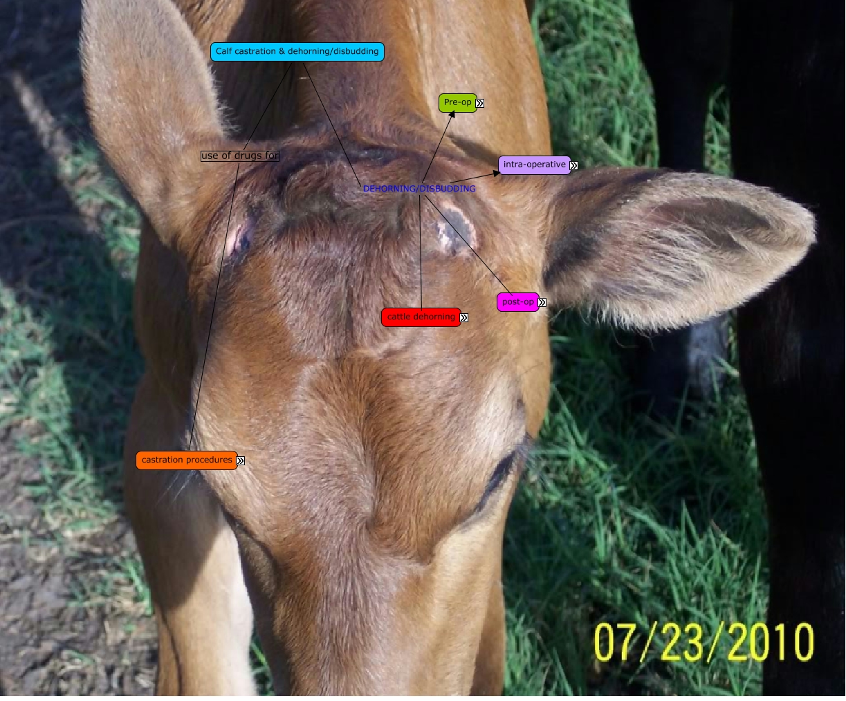 surgery assignment 1 castration and dehorning