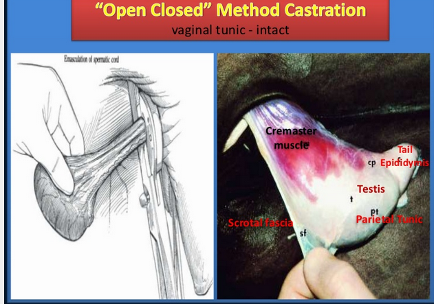 Castration and Docking Archives - Sheepman Supply Archive